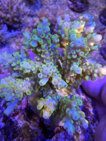 Acropora 3856 