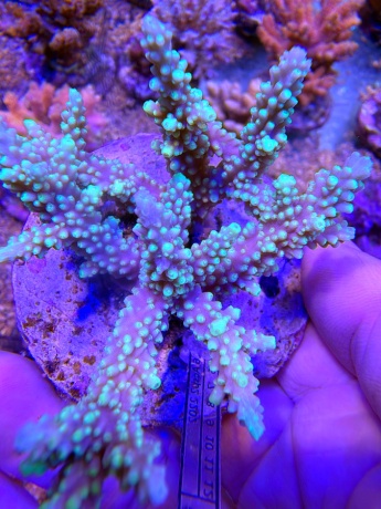 Acropora horrida 3696 