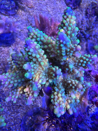 Acropora 3755 