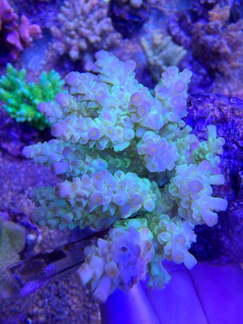 Acropora 3750 