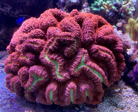 Symhyllia Show Coral size ca 35x30cm 