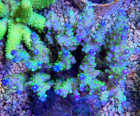 Acropora nana tricolor 9444 