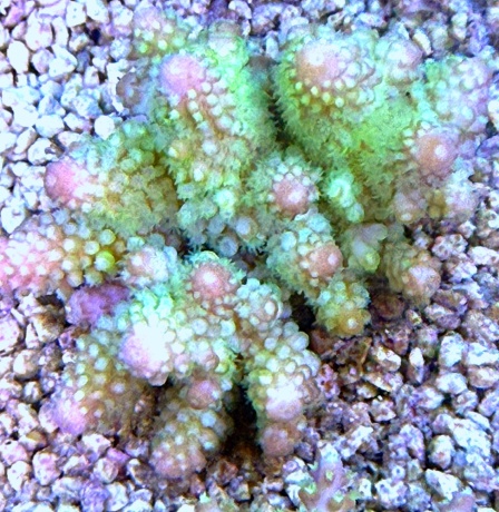 Fiji Acropora S 8499 