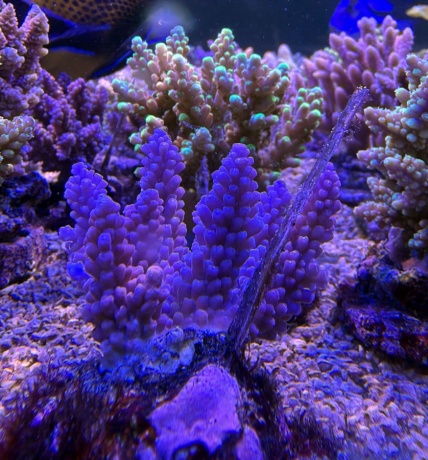 Acropora 3857 