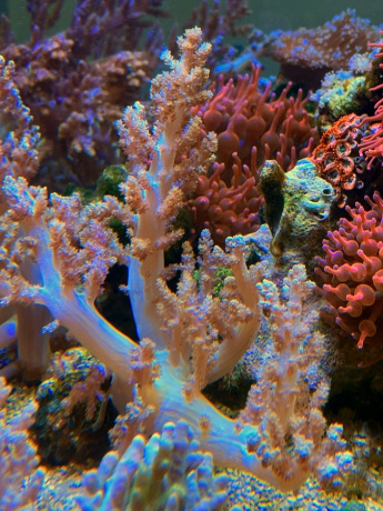 IMG 0666 XXL 