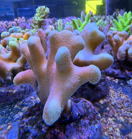 Stylophora morning show 3841 