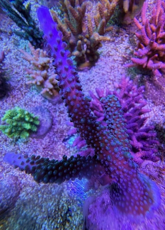 Acropora stag blue L 8104 