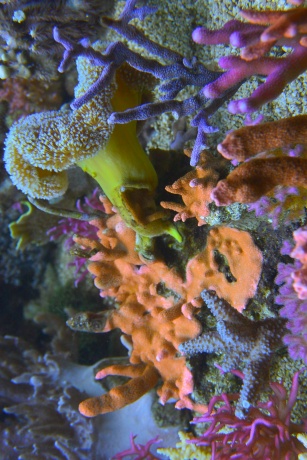 DuoXL Montipora Sarcophyton DSC 1875 