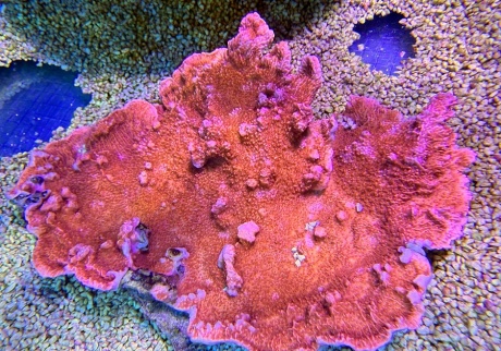 Montipora capricornis 2564 XL 