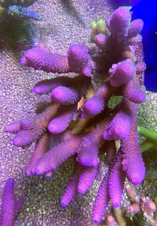 Acropora australia spathulata XL 2670 