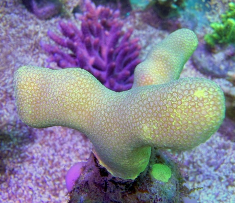 Porites sunglow 8006 