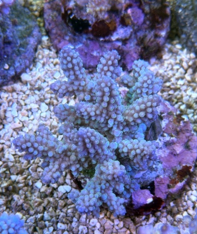 Acropora nasuta 3793 