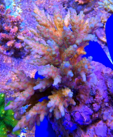 Acropora Pandora Eclipse 2234 
