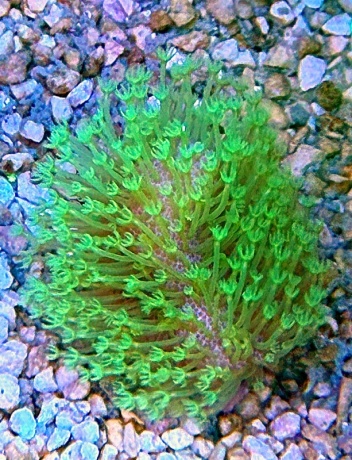 Litophyton Weichkoralle green Polyp S 