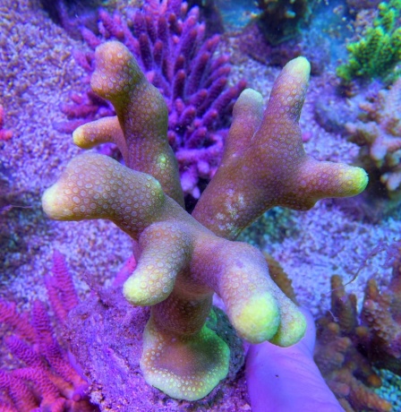 Porites sunglow 8016 