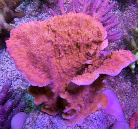 Montipora master 8028 