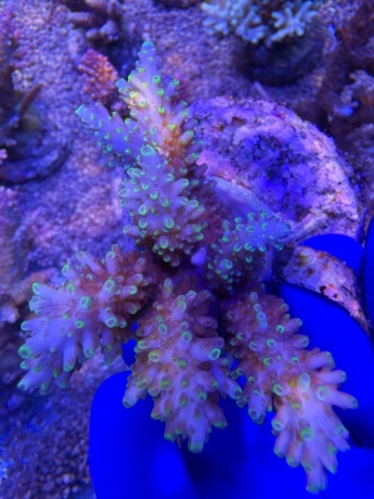 Acropora Frostbyte 2214 