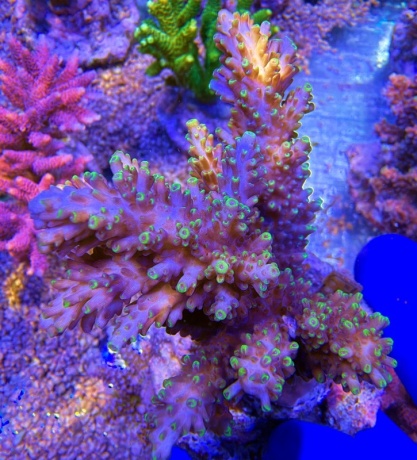 Acropora Frostbyte 2265 