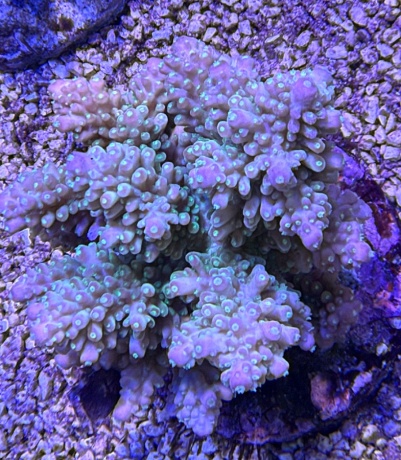 Acropora sourpatch 3719 
