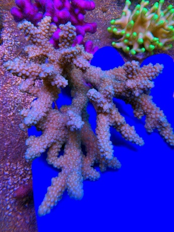 Acropora australia 2502 
