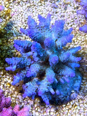Acropora Tenuis 9478 