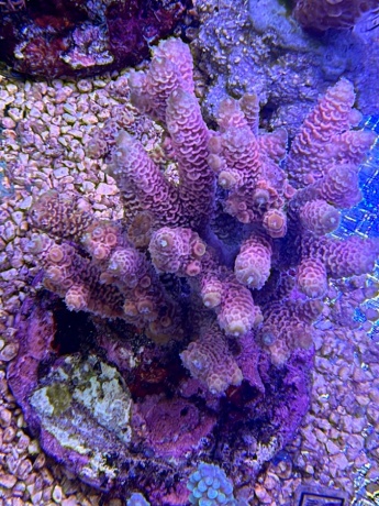 Acropora mille 3789 