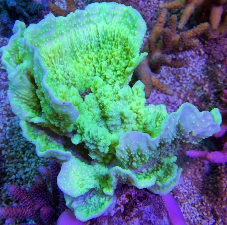 Montipora frogstar L 8030 