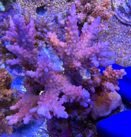 Acropora Arctic Delight 2283 