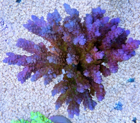 Acropora Australian sp 