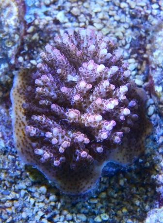 Australien Acropora hyacinthus 