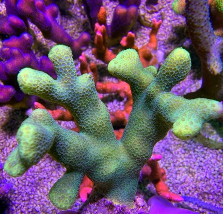 Porites frag 7481 
