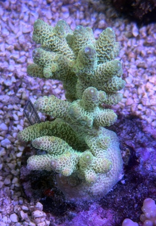 Acropora millepora 3786 