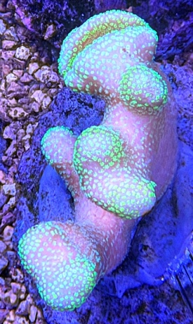Stylophora 3768 