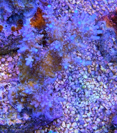 Acropora horrida 4844 