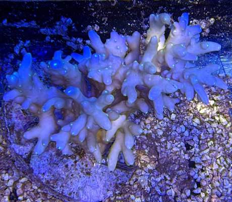 Acropora Elmstreet 3745 