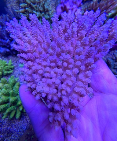 Acropora table L 8017 