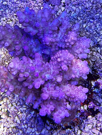 Acropora rainybug 3747 