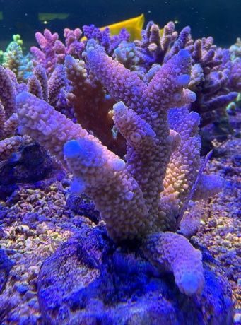 Acropora red stag 3862 