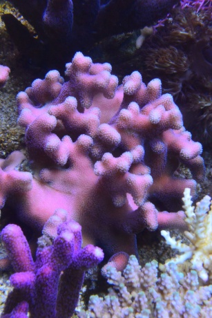 Stylopora pink green tip d19cm xh11cm 