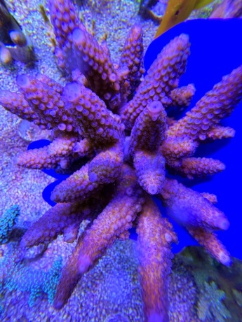Acropora australia humilis XL 2475 