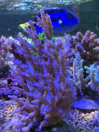 Acropora skywalk 3866 