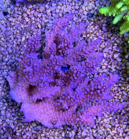 Acropora purple blue 7990 