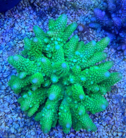 Fiji humilis L 1182 