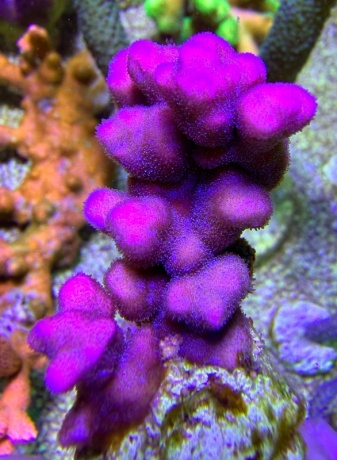 Pink Panther frag 7483 