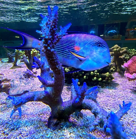 IMG 2851 XXL 