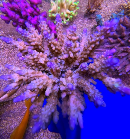 Acropora australia L 2541 