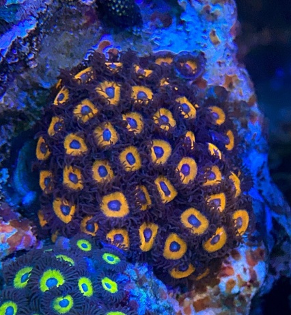 IMG 7228 Zoa Pumpkin 