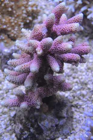 DSC 1181 