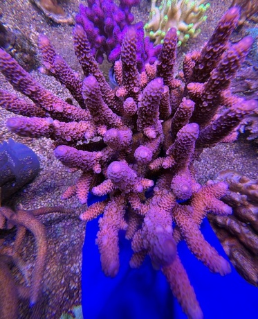 Acropora spathulata 2564 