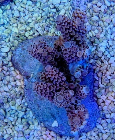 Acropora aspera midnight 5948 